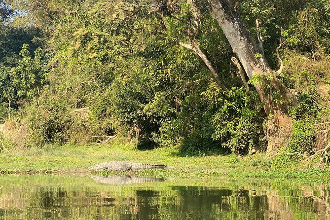 Chitwan Jungle Safari Tour - Price and logistics: getting your money’s worth at $140