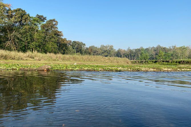 Chitwan Jungle Safari Tour - Should you book this Chitwan Jungle Safari Tour?