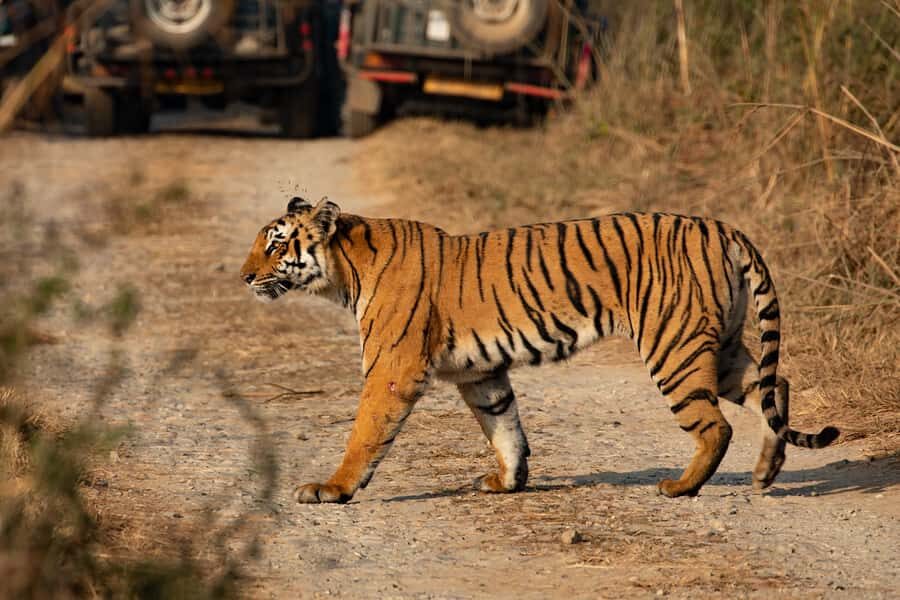Chitwan: Jungle Safari Tour with Canoe Ride in Forest River - Key things I’d plan around