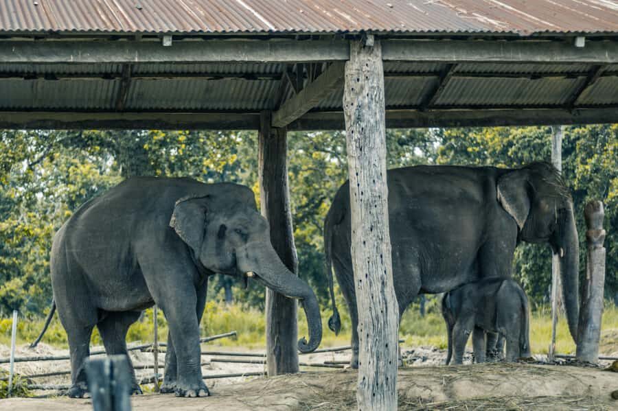 Chitwan: Jungle Safari Tour with Canoe Ride in Forest River - Best Time to Visit Chitwan National Park (and Why It Matters)