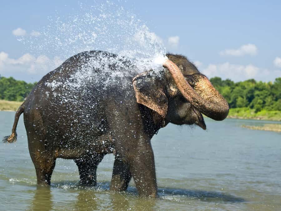 Chitwan: Jungle Safari Tour with Canoe Ride in Forest River - Canoe on the Rapti River: The Quiet Wildlife Watching Moment
