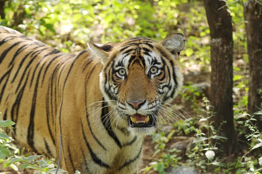 Chitwan: Jungle Safari Tour with Canoe Ride in Forest River - Gharial Breeding Center: Why This Conservation Stop Feels Meaningful