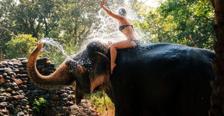 Chitwan: Jungle Safari Tour with Canoe Ride in Forest River - Lodges and Meals: The Comfort That Makes Safari Days Work