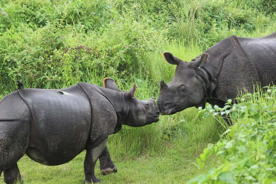 Chitwan: Jungle Safari Tour with Canoe Ride in Forest River - Price and Logistics: What $201 Covers (and What You’ll Pay Extra)