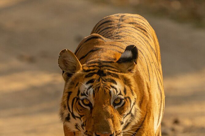 Chitwan National Park Tour - Wildlife expectations in Chitwan: what you might see, and what you shouldn’t bank on