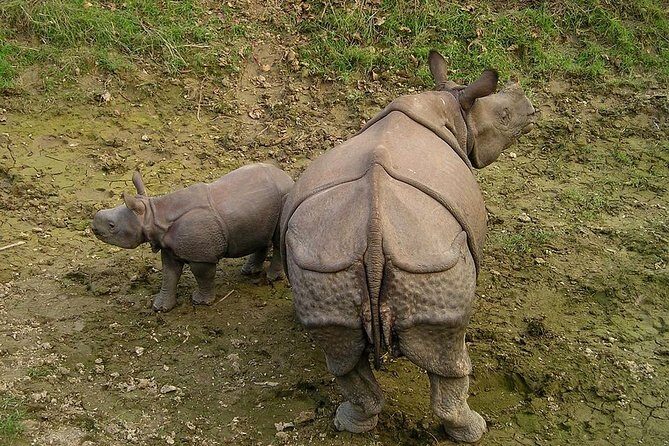 Classic Nepal Tour - Chitwan National Park Safari Days: Rhino Chances and Birdwatching
