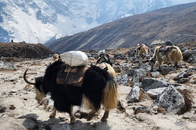 Everest Base Camp Trek from Kathmandu 12 Days - Key highlights that make this trek worth your time