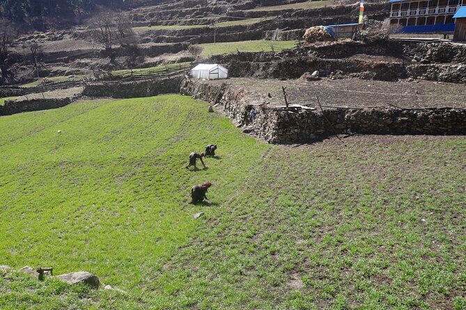Experience the Thrill of a Lifetime:12-Days Manaslu Circuit trek - Wildlife spotting: possible, not guaranteed, but worth the attention