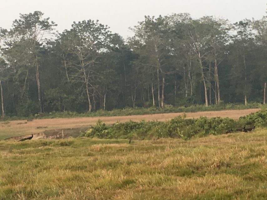 From Chitwan: Full Day Jeep Safari in Chitwan National Park - Morning pickup, park paperwork, and getting your timing right