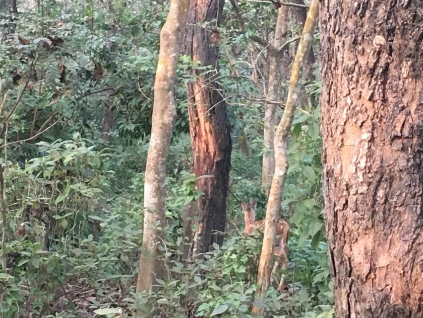 From Chitwan : Jeep Safari,Canoeing,Forest walk Day Tour - Should You Book This Jeep + Canoe + Forest Walk Tour?