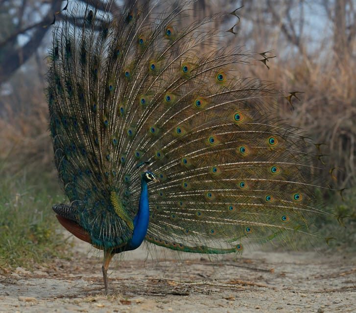 From Kathmandu/Pokhara: 3-Day Chitwan National Park Tour - Should You Book This 3-Day Chitwan Safari?