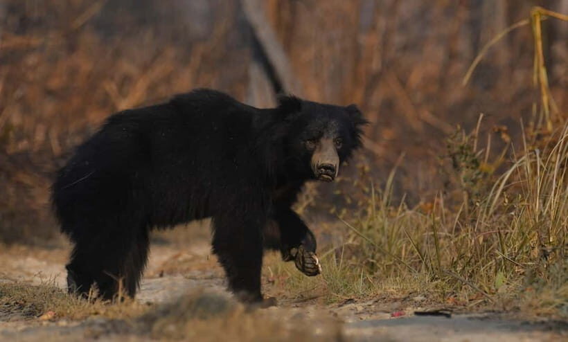 From Kathmandu/Pokhara: 3-Day Chitwan National Park Tour - Day 2: Canoe Trip, Jungle Walk, Baby Elephants, Then a Jeep Safari