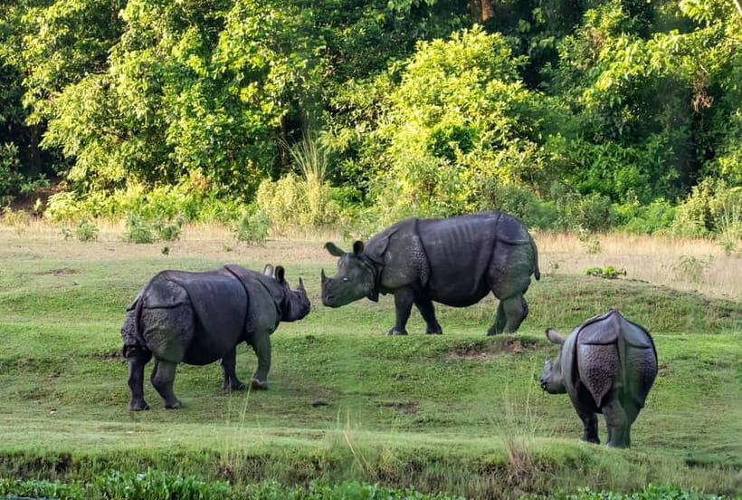 From Kathmandu/Pokhara: 3-Day Chitwan National Park Tour - Small-Group Style: What Limited to 10 Really Changes