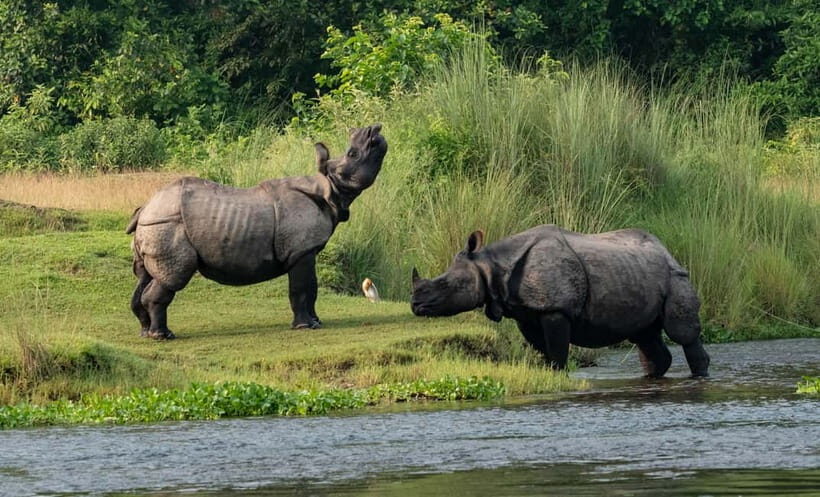 From Kathmandu/Pokhara: 3-Day Chitwan National Park Tour - Day 1 in Chitwan: Check-In, Sunset Point, and Tharu Culture Night