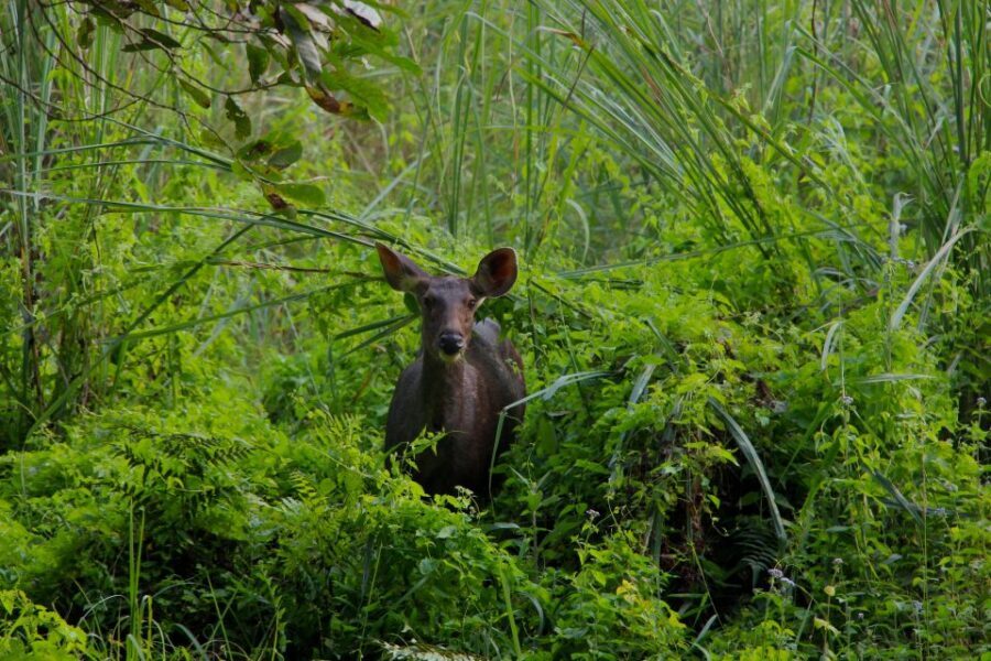 From Kathmandu/Pokhara: Private 3-Day Chitwan Safari Tour - What to pack and how to act on safari days