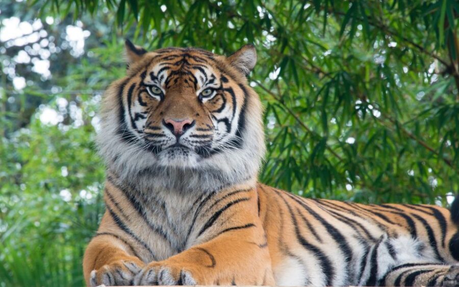 From Kathmandu/Pokhara: Private 3-Day Chitwan Safari Tour - Day 3: Guided nature walk for the smaller signs of life