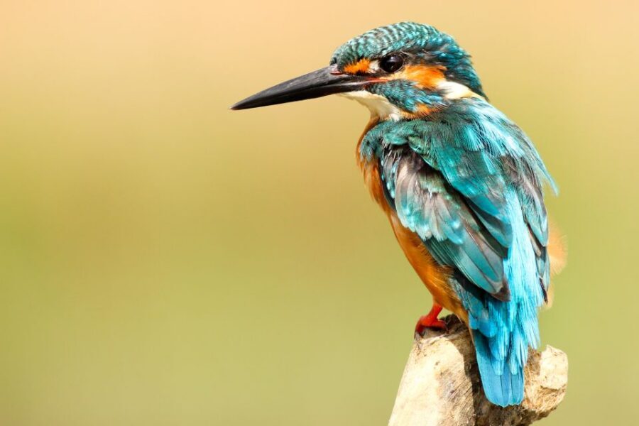 From Kathmandu/Pokhara: Private 3-Day Chitwan Safari Tour - Your lodge and meals: why “included” helps more than you think