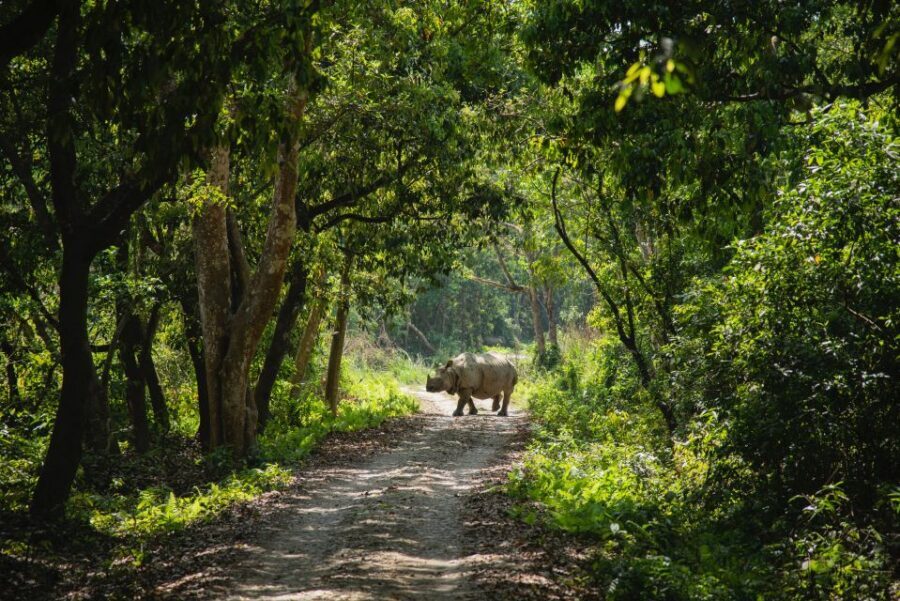 From Kathmandu/Pokhara: Private 3-Day Chitwan Safari Tour - Getting there and back: Kathmandu or Pokhara to Chitwan by tourist bus