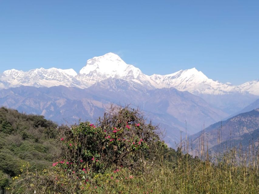 From Pokhara: 10-Day Poon Hill and Annapurna Base Camp Trek - Bamboo to Deurali: bamboo forests, Modi Khola valley, and thinner air