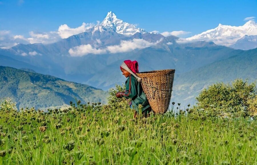 From Pokhara: 3-Day Ghorepani Poonhill Short Trek - Your English-speaking guide makes the difference