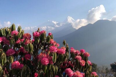 Ghorepani Poon Hill Trek - Key highlights to know