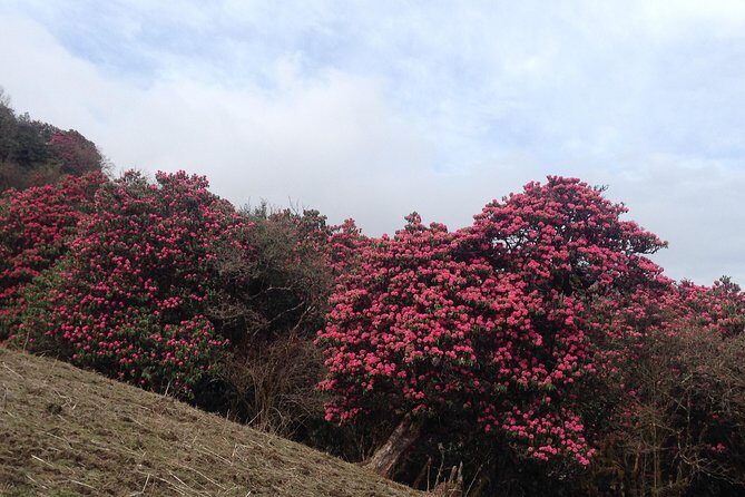Ghorepani Poon Hill Trek - Pickup in Kathmandu, 7:15 am start, and mobile tickets