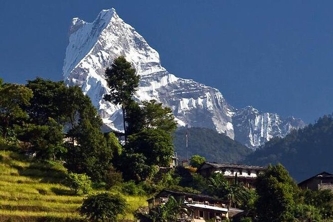 Ghorepani Poonhill Trek -8 Days - Walking Day 4: Ulleri to Ghorepani through rhododendron forests