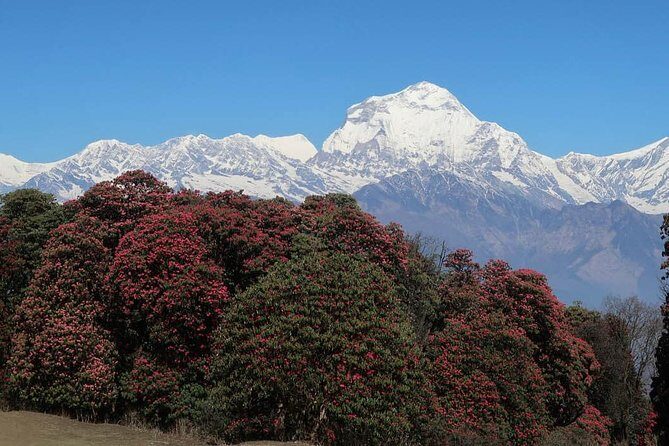 Ghorepani Poonhill Trek -8 Days - Day 6: a gentler descent and real time in Ghandruk