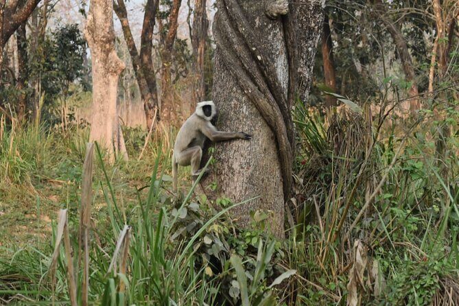 Jungle Towernight Stay: 4-Day Tour in Chitwan National Park - Towernight Stay: Sunrise, Quiet Birds, and Night-Sky Nepal
