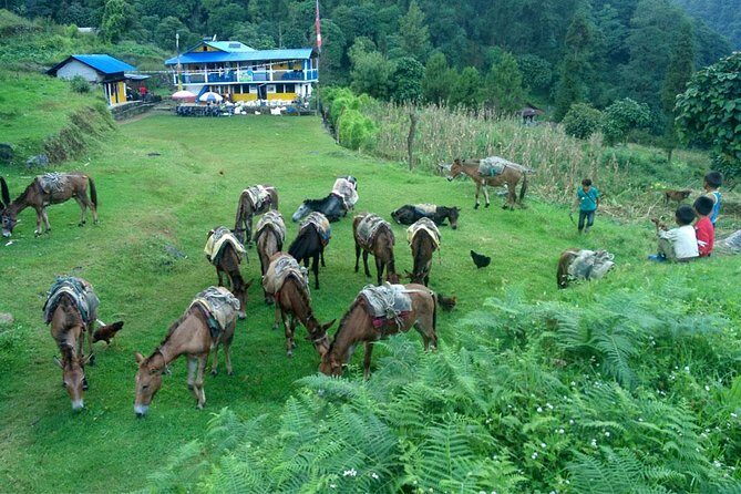 Kanchenjunga South Base Camp Trek - 13 Days - Small group, real guiding: how Galje’s style changes the trek