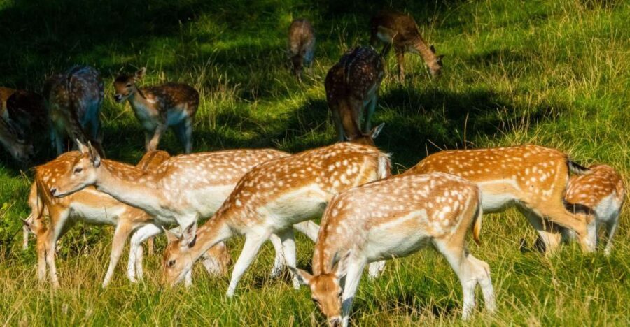 Kathmandu: 3-Day Wildlife, Culture and Jungle Safari Tour - Key highlights worth planning for