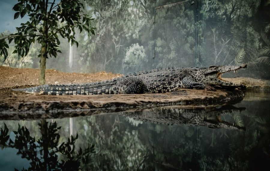 Kathmandu: 3-Day Wildlife, Culture and Jungle Safari Tour - Should you book this Chitwan safari and Tharu culture tour?