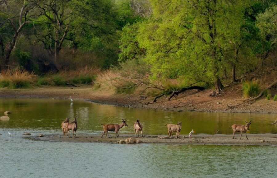 Kathmandu: 3-Day Wildlife, Culture and Jungle Safari Tour - Chitwan National Park from Kathmandu or Pokhara: what this trip gets right