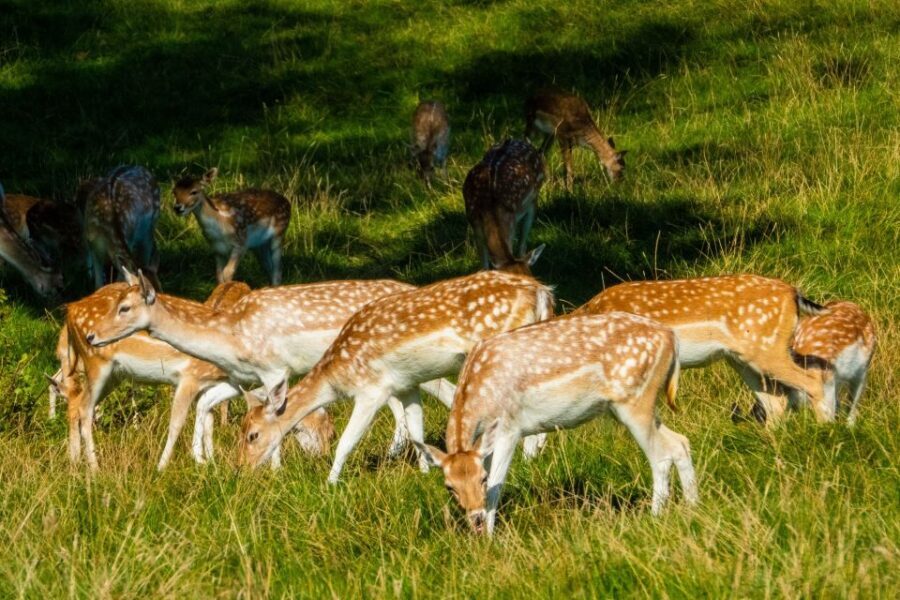 Kathmandu: 3-Day Wildlife, Culture and Jungle Safari Tour - Day 2 in Chitwan: jeep safari, Rapti canoeing, jungle walk, and village time