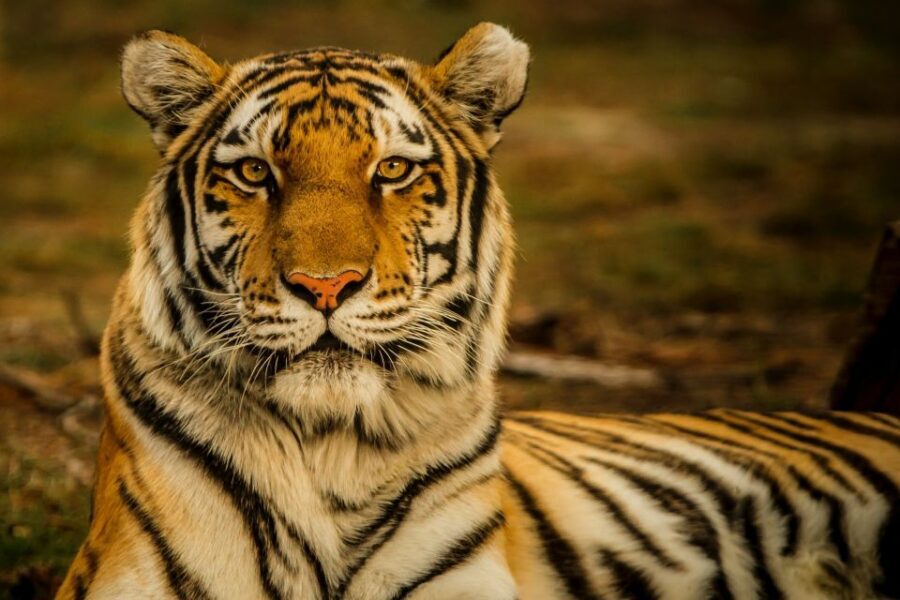 Kathmandu: 3-Day Wildlife, Culture and Jungle Safari Tour - Accommodation, meals, and what’s actually included for the price