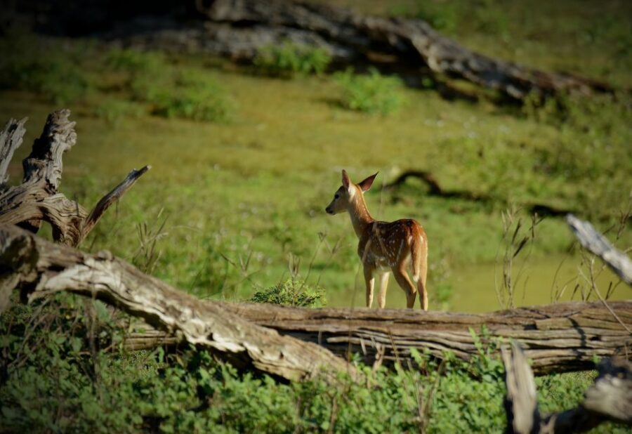 Kathmandu: 3-Day Wildlife, Culture and Jungle Safari Tour - Who this tour suits best (and who should think twice)