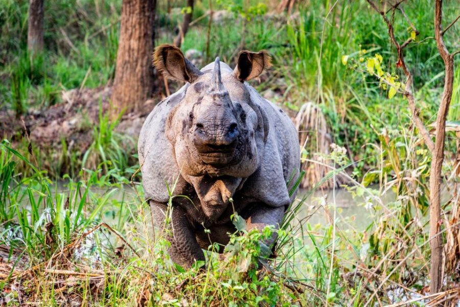 Kathmandu: 3-Day Wildlife, Culture and Jungle Safari Tour - What to pack so you don’t suffer on Day 2