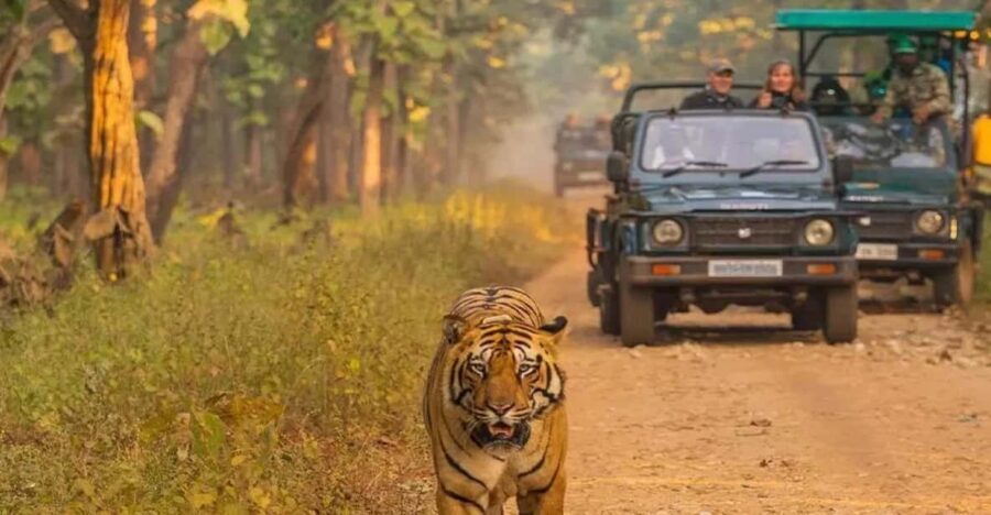 Kathmandu: 4-Day Private Chitwan National Park Safari Tour - Key things I’d plan around before you go