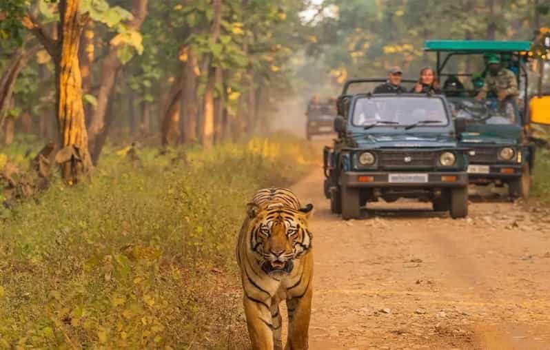 Kathmandu: 4-Day Private Chitwan National Park Safari Tour - Final morning nature walk, then back toward Pokhara or Kathmandu
