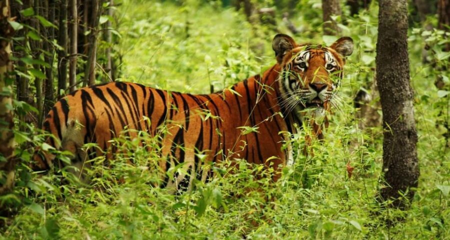 Kathmandu: 4-Day Private Chitwan National Park Safari Tour - Comfort and stays: what to expect at Rainbow Safari Resort (or similar)