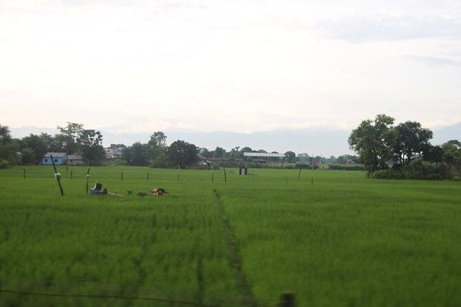 Kathmandu Chitwan Pokhara Tour - Day 2 in Chitwan National Park: wildlife with Tharu culture in the mix