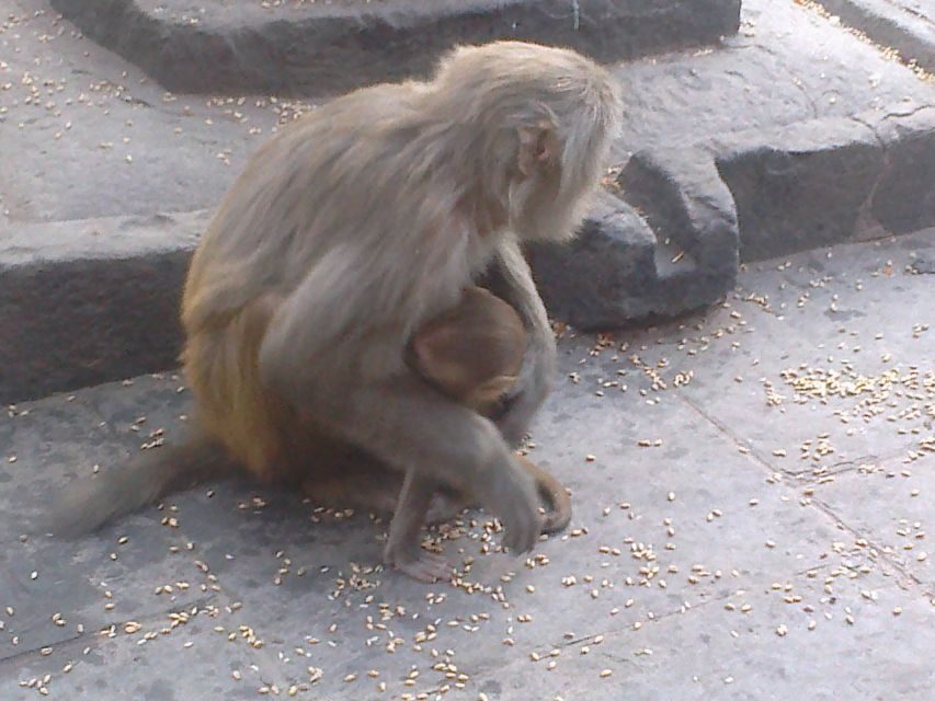 Kathmandu: Monkey Temple and Chandragiri Cable Car Ride Tour - Pacing and a private English guide: why this format helps