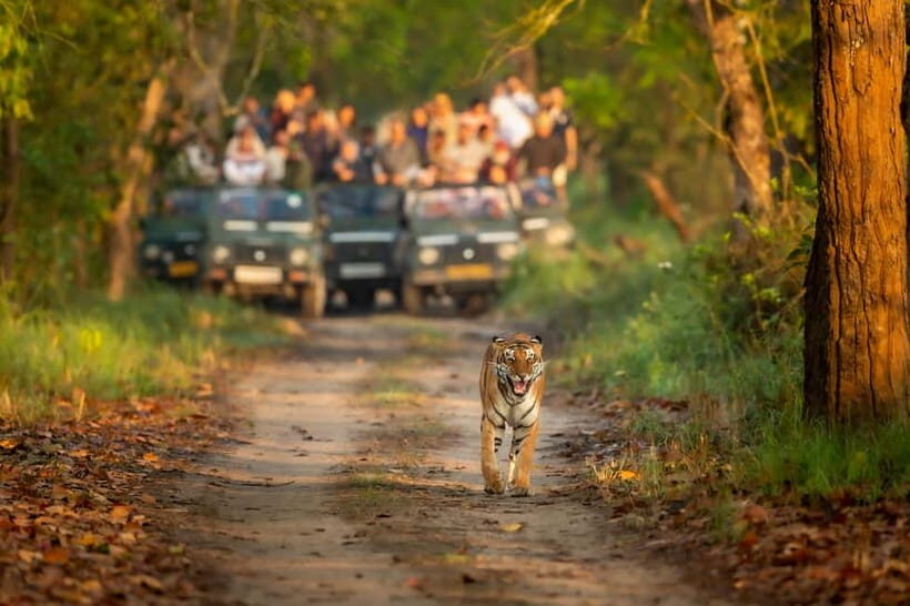 Kathmandu/Pokhara: 3 Day Chitwan Jungle Safari Tour - Key Things That Make This Chitwan Safari Work