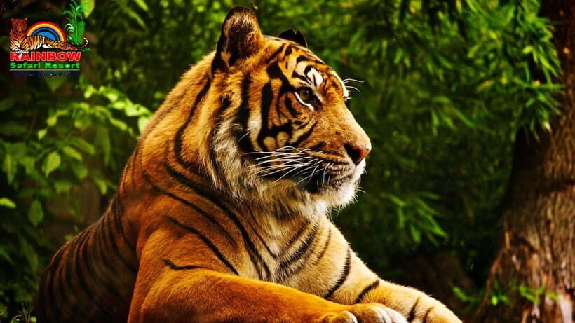 Kathmandu/Pokhara: 3 Day Chitwan Jungle Safari Tour - Lodge Comfort and Meals: What All-Inclusive Actually Feels Like
