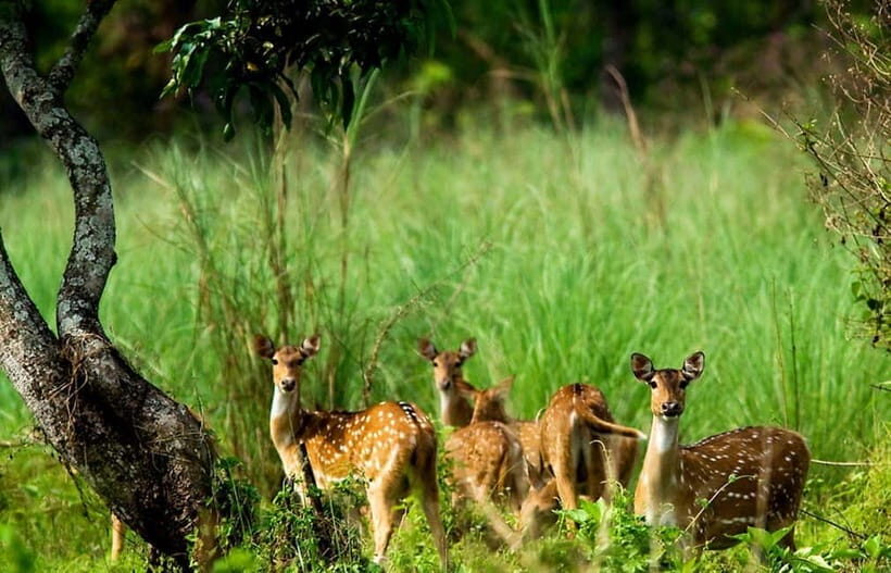 Kathmandu/Pokhara: 3 Day Chitwan Jungle Safari Tour - 6:30 AM Pickup and the Coach Ride to the Park