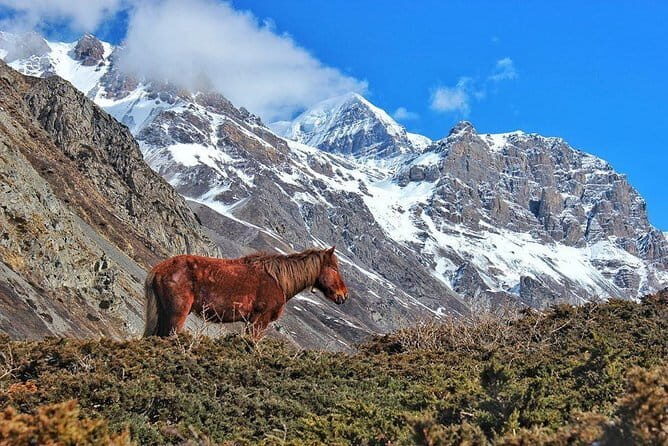 Kathmandu to Langtang Valley 7-Day Trek - Price and logistics: what $300 buys you on the trail