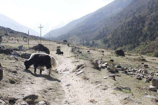 Langtang Trek from Kathmandu 7 Days - Key highlights to expect