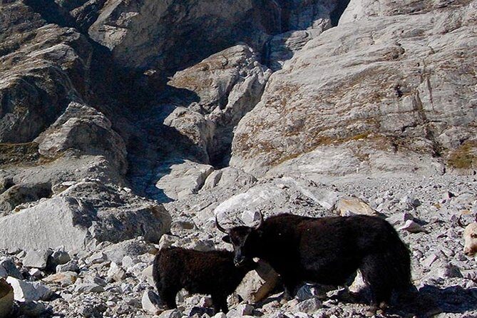 Langtang Valley Trek – 11 DAYS - The return down: Lama Hotel and Syabrubesi, same route, better perspective