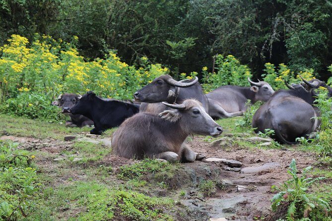 Mardi Himal Base Camp Trek (5 Days) - Guides and pace control: the human side that makes it smoother