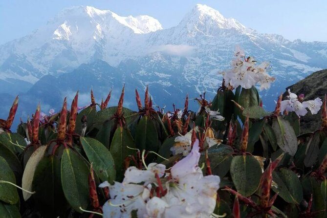 Mardi Himal Trek - 12 Days - Day 1 in Thamel: a useful soft landing before hills